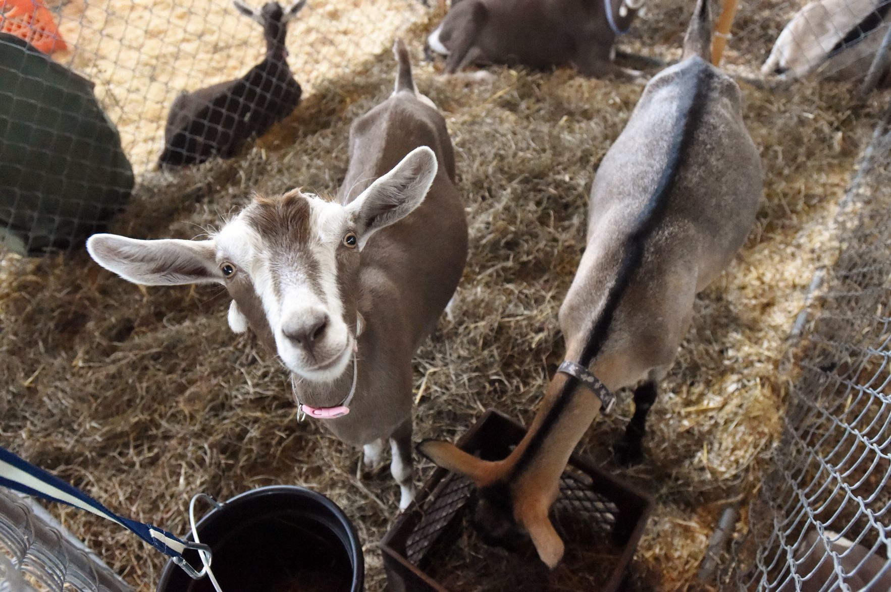 Racine County Fair 2019